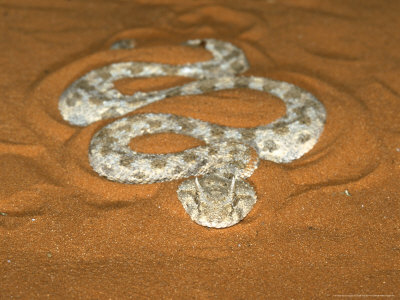 desert-horned-viper-venomous-egypt.jpg