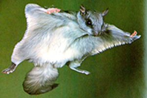 Flying squirrel gliding.jpg