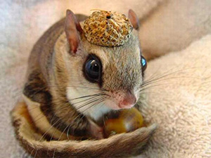 flying_squirrel_acorn_hat.jpg