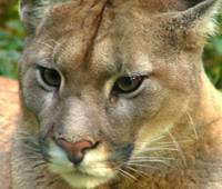 cranky-cougar.jpg