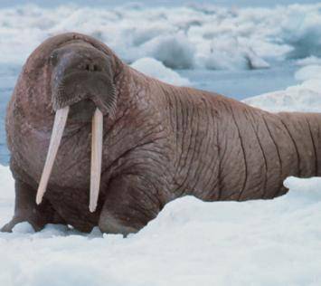 walrus1.jpg