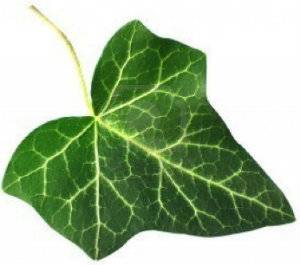 7573090-fresh-green-ivy-leaf-isolated-on-white-1.jpg