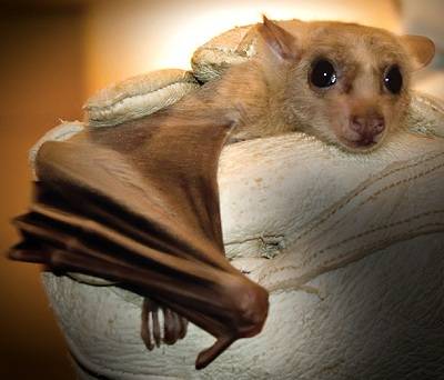 Egyptian_fruit_bat.jpg