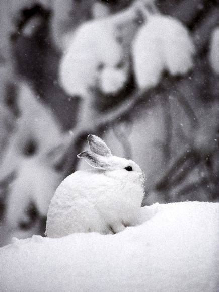 snowshoe-hare_713_600x450.jpg