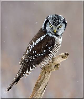 Hawk Owl.jpg