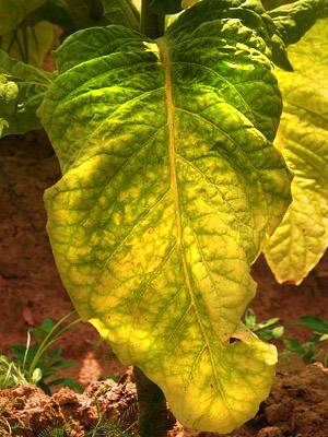 Brightleaf Tobacco.jpg