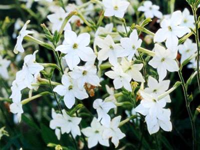 Flowering Tobacco.jpg