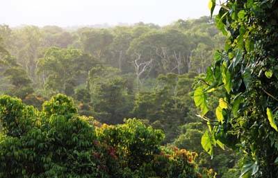 jungle-canopy-small.jpg