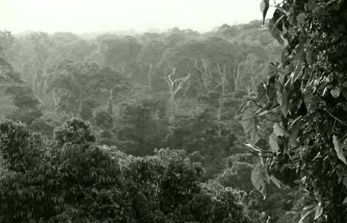 jungle-canopy-small.jpg