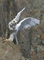 gyrf_white_falcon_10_nature_rsz.jpg