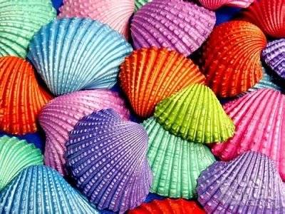 dyed-seashells.jpg