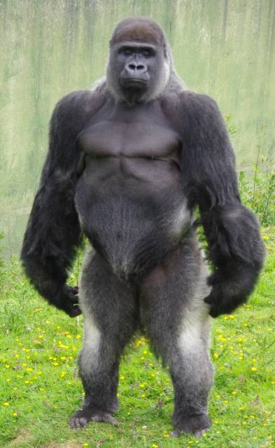 standing-gorilla.jpg
