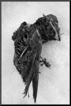 Dead_Bird_by_DrIvan kl.jpg