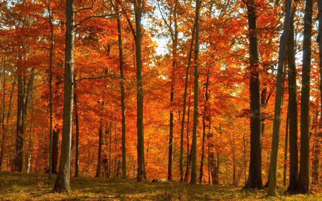 yellow-red-autumn-forest-wallpapers.1680x1050.jpg