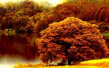 autumn-forest-lake-247899 (350x219).jpg