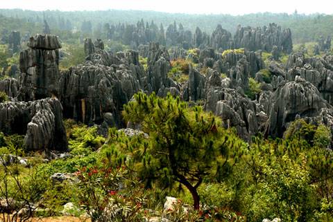 kunming_stone_forest450.jpg