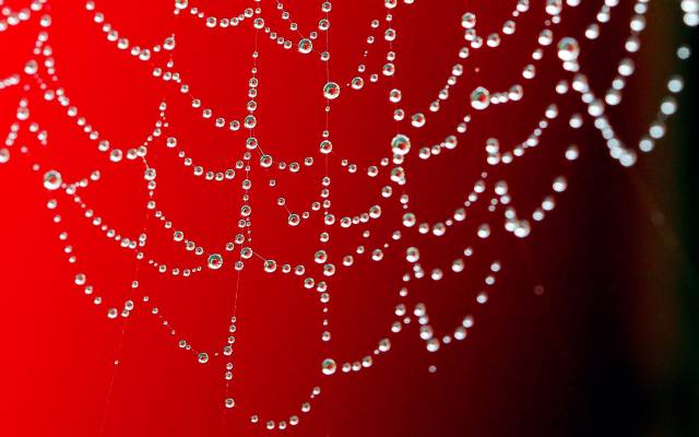 Red-Spider-Web-Water-Drops-1200x1920.jpg