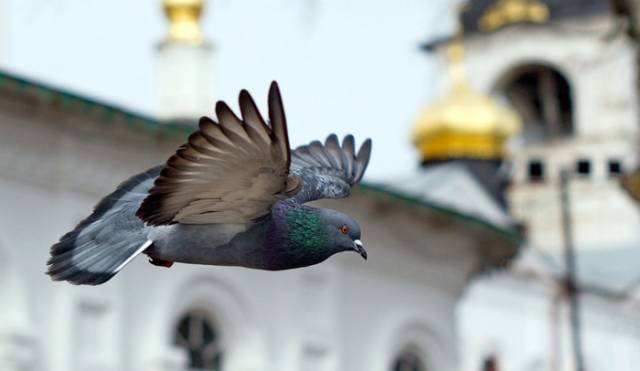 pigeon-bird-flight-church-chapel-photo-hd-wallpaper2.jpg