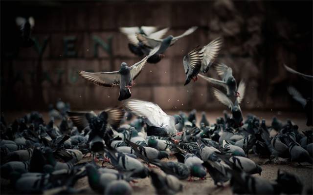 pigeons-birds-hd-wallpaper copy.jpg