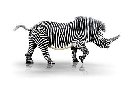 zebra-nashorn-zebrahorn-weier-hg.jpg