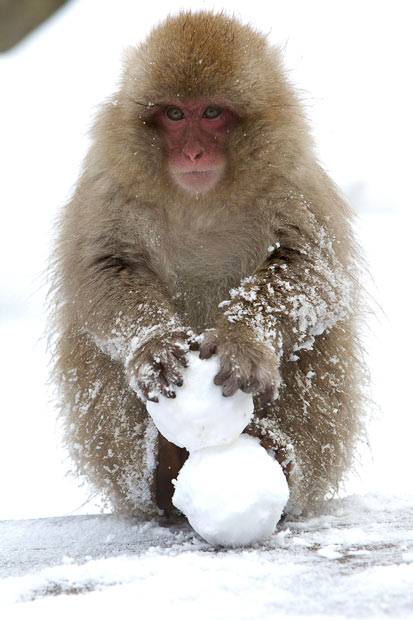 snow-ball-monkey.jpg