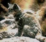 Andean-Mountain-Cat-1-1.jpg