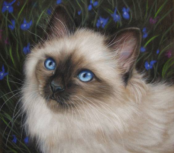 birman-cat-painting.jpg