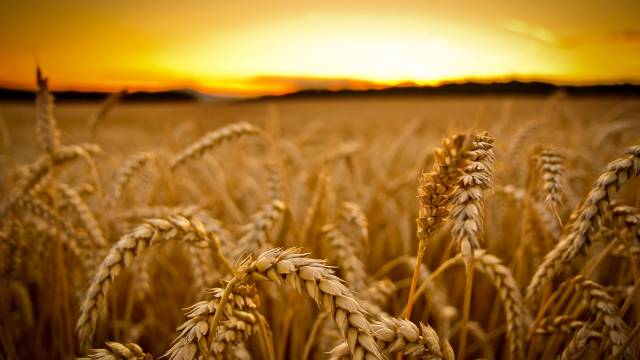 sunset_landscapes_nature_yellow_grass_fields_wheat_plants_1920x1080_36918.jpg