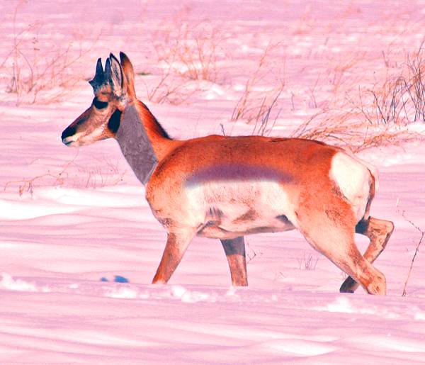 Pronghorn_in_Snow_I copy.jpg