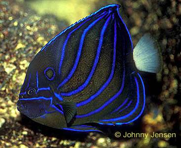 Annularis Angelfish.JPG