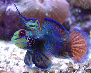 dragonet_greenMandarin2.jpg