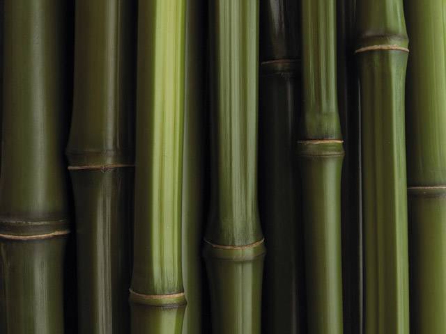 Funny_wallpapers_Creative_Wallpaper_Bamboo_texture_014919_.jpg