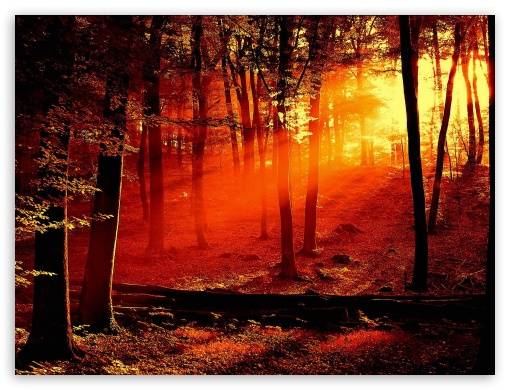 red_light_in_the_forest-t2.jpg