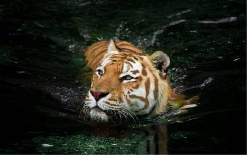 130729_tiger_swimming.jpg
