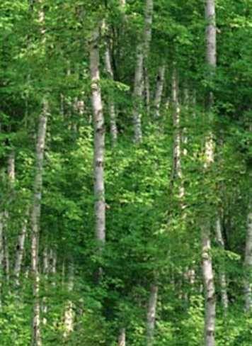 birch-forest-tile.jpg