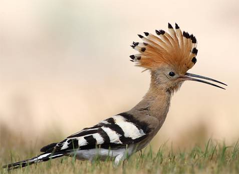 hoopoe.jpg