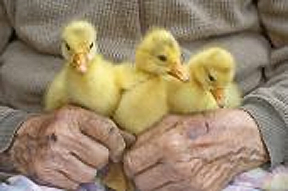 goslings.png