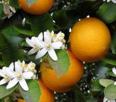 01-orange-blossom-background.jpg