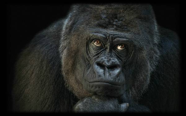 Black-Gorilla-Thinking.jpg