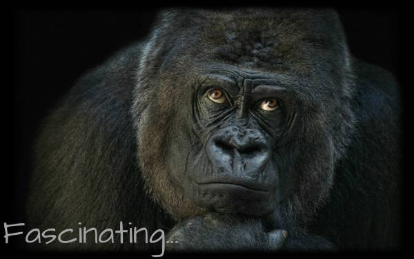 Black-Gorilla-Thinking.jpg