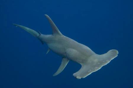 Great hammerhead shark 003.jpg