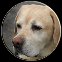 Yellow_Labrador_Retriever.png