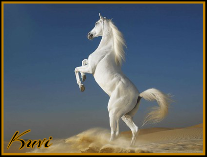 Arabian-Horse-White-Stallion.png