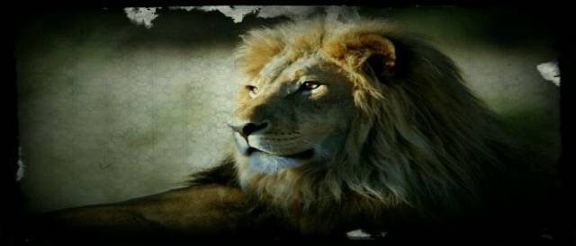 roaring-african-lion-pics-free-wallpaper-700x300.jpg