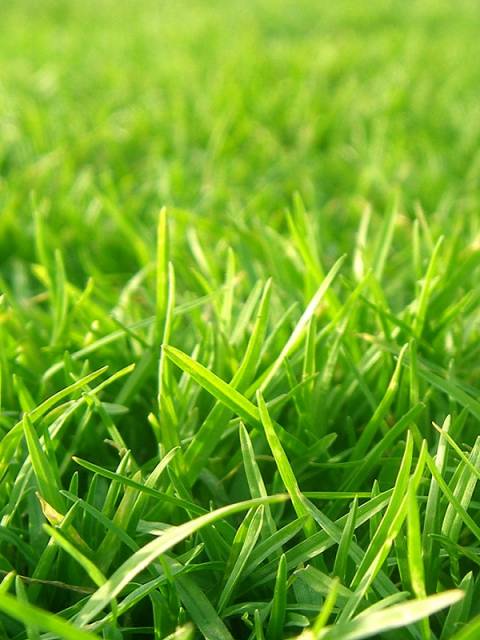 15815-grass-material.jpg