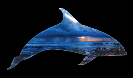 dolphin_header.png