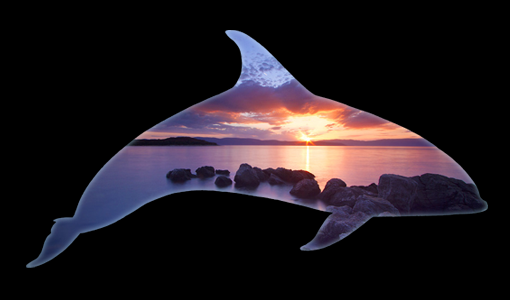 dolphin_header2.png