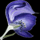 Aconitum1.png