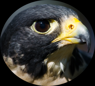 Peregrine_Falcon_head_shot.png