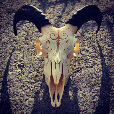 bone animal skull.png